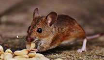 24 Hour & Emergency Exterminators in Squaw Lake, MN